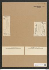 Diatomeae indet. Zeichnungen Sammlung Grunow Nr. 3562 (NHMW-BOT-W0371145)